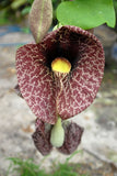 Aristolochia gigantea | Giant Brazilian Pelican Flower | 5_Seeds
