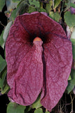 Aristolochia gigantea | Giant Brazilian Pelican Flower | 5_Seeds