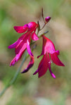 Gladiolus illyricus | Wild Gladiolus | 10_Seeds