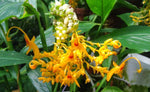 Globba schomburgkii | Dancing Girl Ginger | 10_Seeds