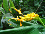 Globba schomburgkii | Dancing Girl Ginger | 10_Seeds