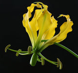 Gloriosa Lutea | Yellow Glory Lily | 20_Seeds