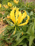 Gloriosa Lutea | Yellow Glory Lily | 20_Seeds