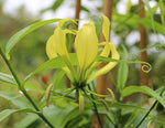 Gloriosa Lutea | Yellow Glory Lily | 20_Seeds