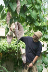 Aristolochia grandiflora | Pelican Flower | 5_Seeds