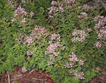 Origanum vulgare Hirtum | Greek Oregano | 200_Seeds