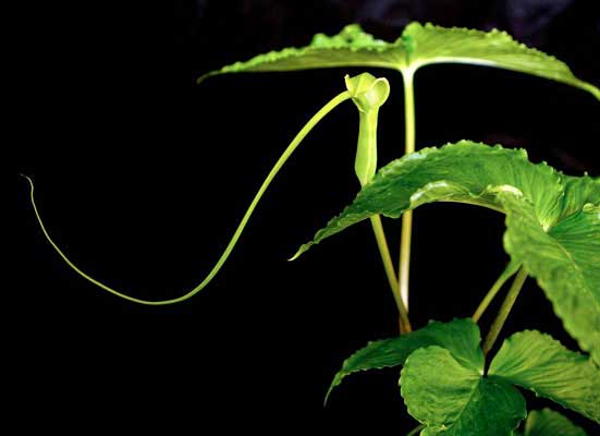 Dragon Root Arisaema dracontium | Green Dragon Arum | Dragonroot | 10_Seeds ...