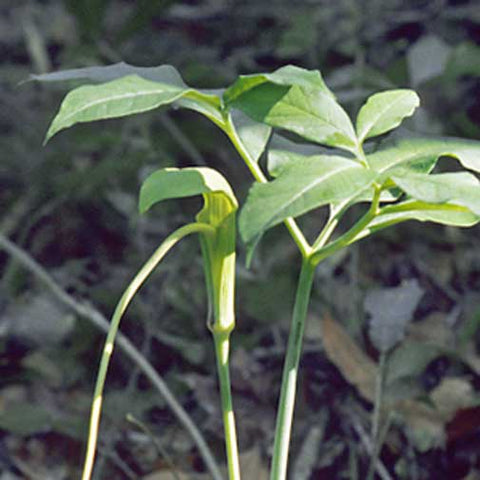 Dragon Root Arisaema dracontium | Green Dragon Arum | Dragonroot | 10_Seeds ...