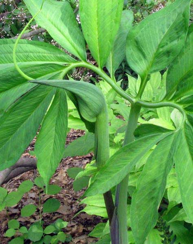 Dragon Root Arisaema dracontium | Green Dragon Arum | Dragonroot | 10_Seeds ...