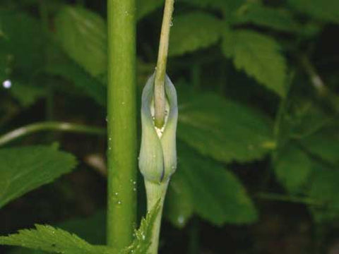 Dragon Root Arisaema dracontium | Green Dragon Arum | Dragonroot | 10_Seeds ...