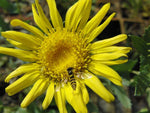 Grindelia squarrosa | Curly-Cup & Curly Top Gumweed | Rosin Weed | 20_Seeds