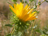 Grindelia squarrosa | Curly-Cup & Curly Top Gumweed | Rosin Weed | 20_Seeds