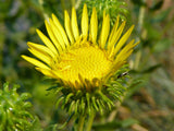 Grindelia squarrosa | Curly-Cup & Curly Top Gumweed | Rosin Weed | 20_Seeds
