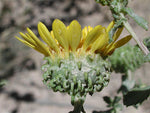 Grindelia squarrosa | Curly-Cup & Curly Top Gumweed | Rosin Weed | 20_Seeds