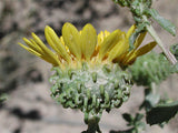Grindelia squarrosa | Curly-Cup & Curly Top Gumweed | Rosin Weed | 20_Seeds