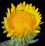 Grindelia squarrosa | Curly-Cup & Curly Top Gumweed | Rosin Weed | 20_Seeds
