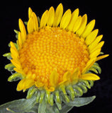 Grindelia squarrosa | Curly-Cup & Curly Top Gumweed | Rosin Weed | 20_Seeds
