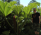 Gunnera insignis | Poor Mans Parasol & Umbrella | 200_Seeds