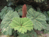 Gunnera insignis | Poor Mans Parasol & Umbrella | 200_Seeds