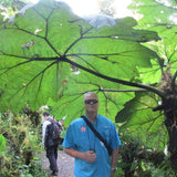 Gunnera insignis | Poor Mans Parasol & Umbrella | 200_Seeds