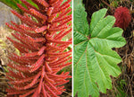 Gunnera insignis | Poor Mans Parasol & Umbrella | 200_Seeds