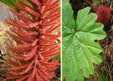 Gunnera insignis | Poor Mans Parasol & Umbrella | 200_Seeds