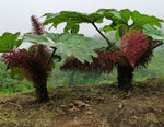 Gunnera insignis | Poor Mans Parasol & Umbrella | 200_Seeds