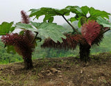 Gunnera insignis | Poor Mans Parasol & Umbrella | 200_Seeds
