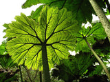 Gunnera peltata | Giant Rhubarb | 10_Seeds