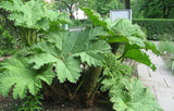 Gunnera peltata | Giant Rhubarb | 10_Seeds