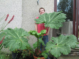 Gunnera peltata | Giant Rhubarb | 10_Seeds