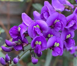 Hardenbergia comptoniana | 10_Seeds