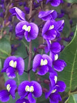 Hardenbergia comptoniana | 10_Seeds