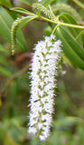 Hebe albicans White |  Veronica | 20_Seeds