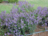 Hebe albicans Muave | 20_Seeds