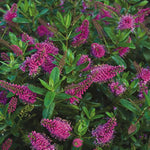 Hebe albicans Muave | 20_Seeds