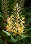 Hedychium stenopetalum | Slenderpetal & White Star Ginger | 10_Seeds