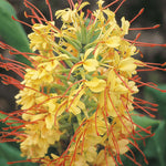Hedychium stenopetalum | Slenderpetal & White Star Ginger | 10_Seeds