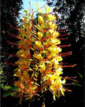 Hedychium stenopetalum | Slenderpetal & White Star Ginger | 10_Seeds