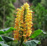 Hedychium stenopetalum | Slenderpetal & White Star Ginger | 10_Seeds