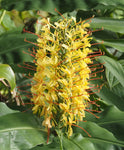 Hedychium stenopetalum | Slenderpetal & White Star Ginger | 10_Seeds