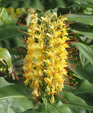 Hedychium stenopetalum | Slenderpetal & White Star Ginger | 10_Seeds