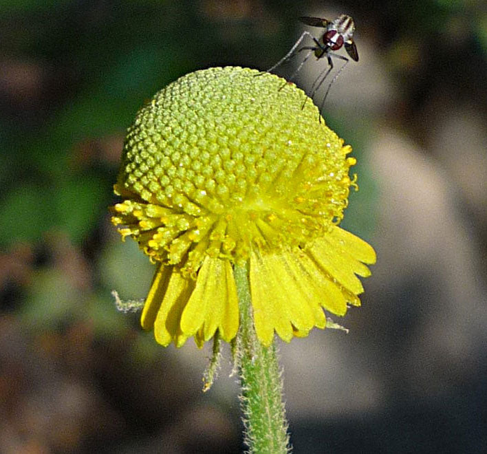 Helenium puberulum | Autumn Lollipop | Sneezeweed | 200_Seeds ...