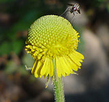 Helenium puberulum | Autumn Lollipop | Sneezeweed | 200_Seeds