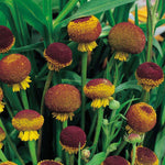 Helenium puberulum | Autumn Lollipop | Sneezeweed | 200_Seeds