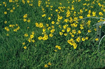 Helenium puberulum | Autumn Lollipop | Sneezeweed | 200_Seeds