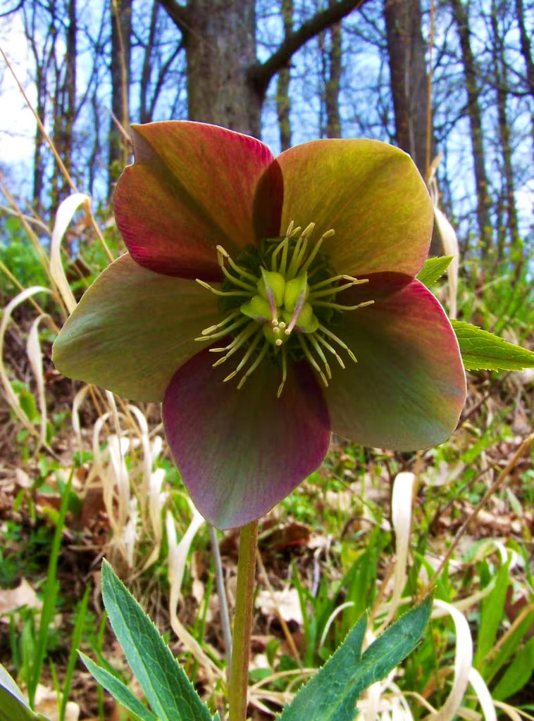 christmas rose seeds Helleborus purpurascens | Purple Hellebore | Christmas Rose