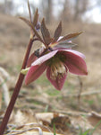 Helleborus purpurascens | Purple Hellebore | Christmas Rose | 5_Seeds