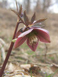 Helleborus purpurascens | Purple Hellebore | Christmas Rose | 5_Seeds