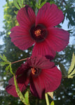 Hibiscus cannabinus Ruby Red | 10_Seeds